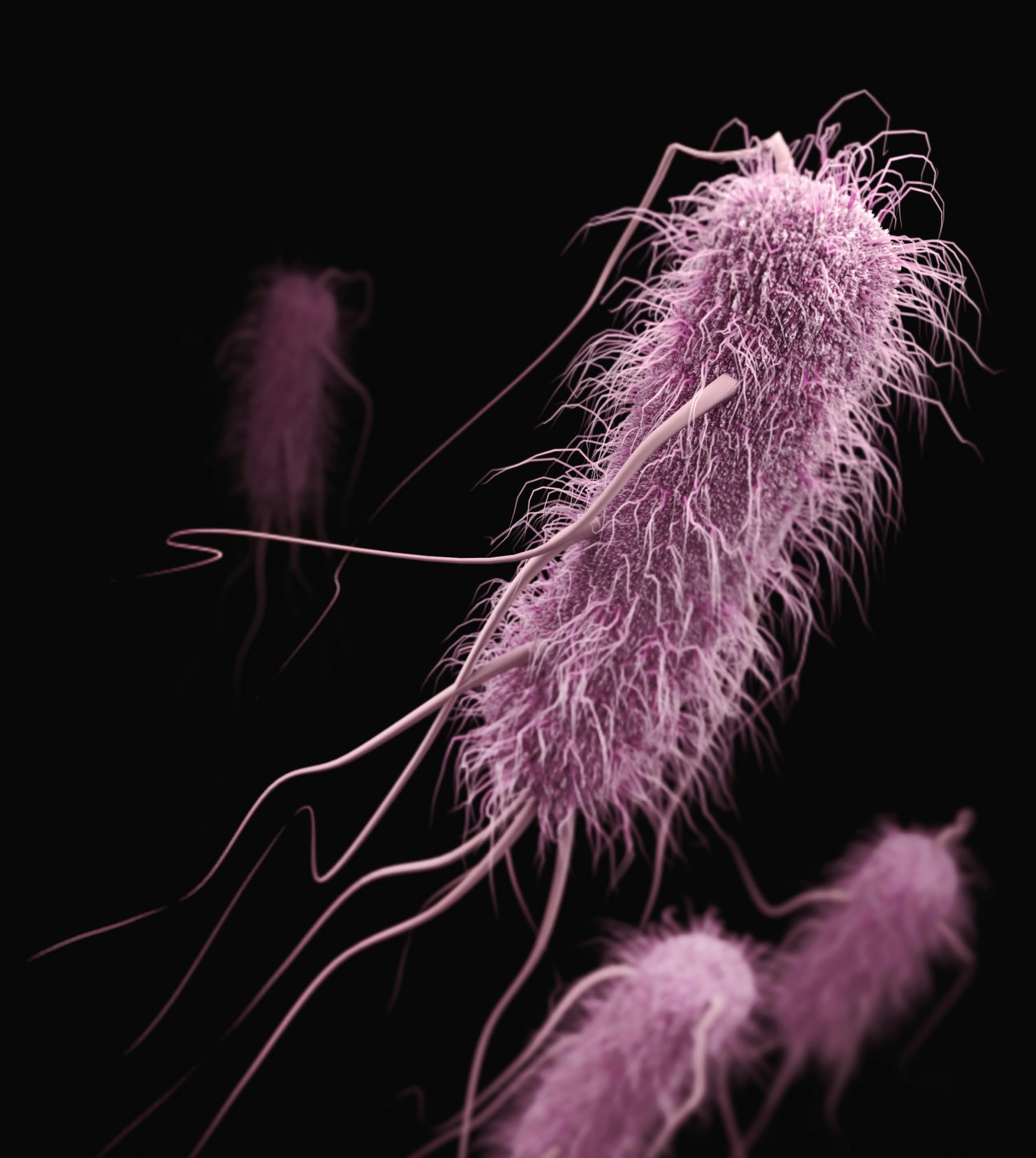 Bactéries au microscope